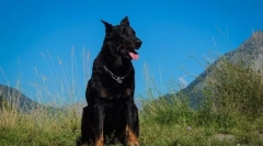 Boseron (фото): ангел аварійного опікуна для сім'ї та досконалого пастуха